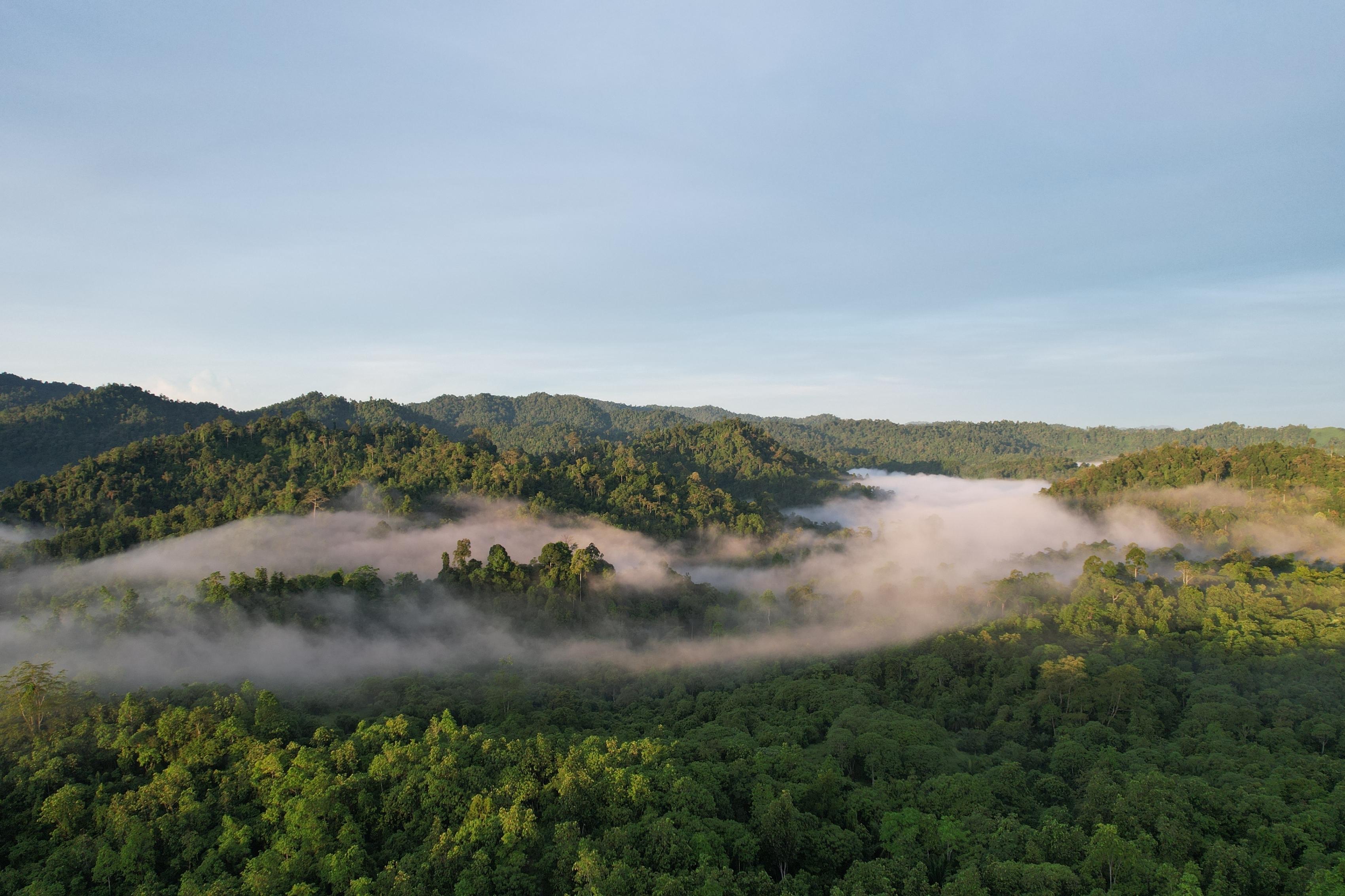 The view of the Merisuli rainforest